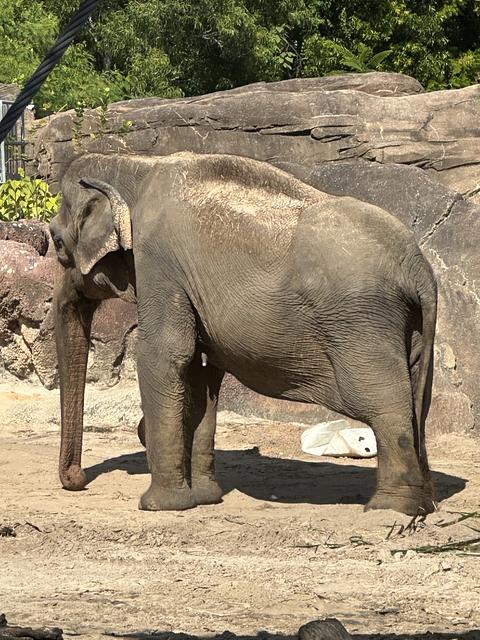 Favorite zoo animals - Image 2