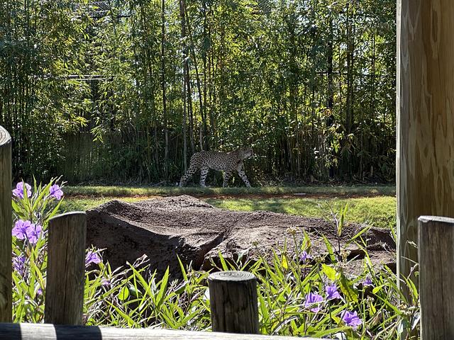 Favorite zoo animals - Image 5