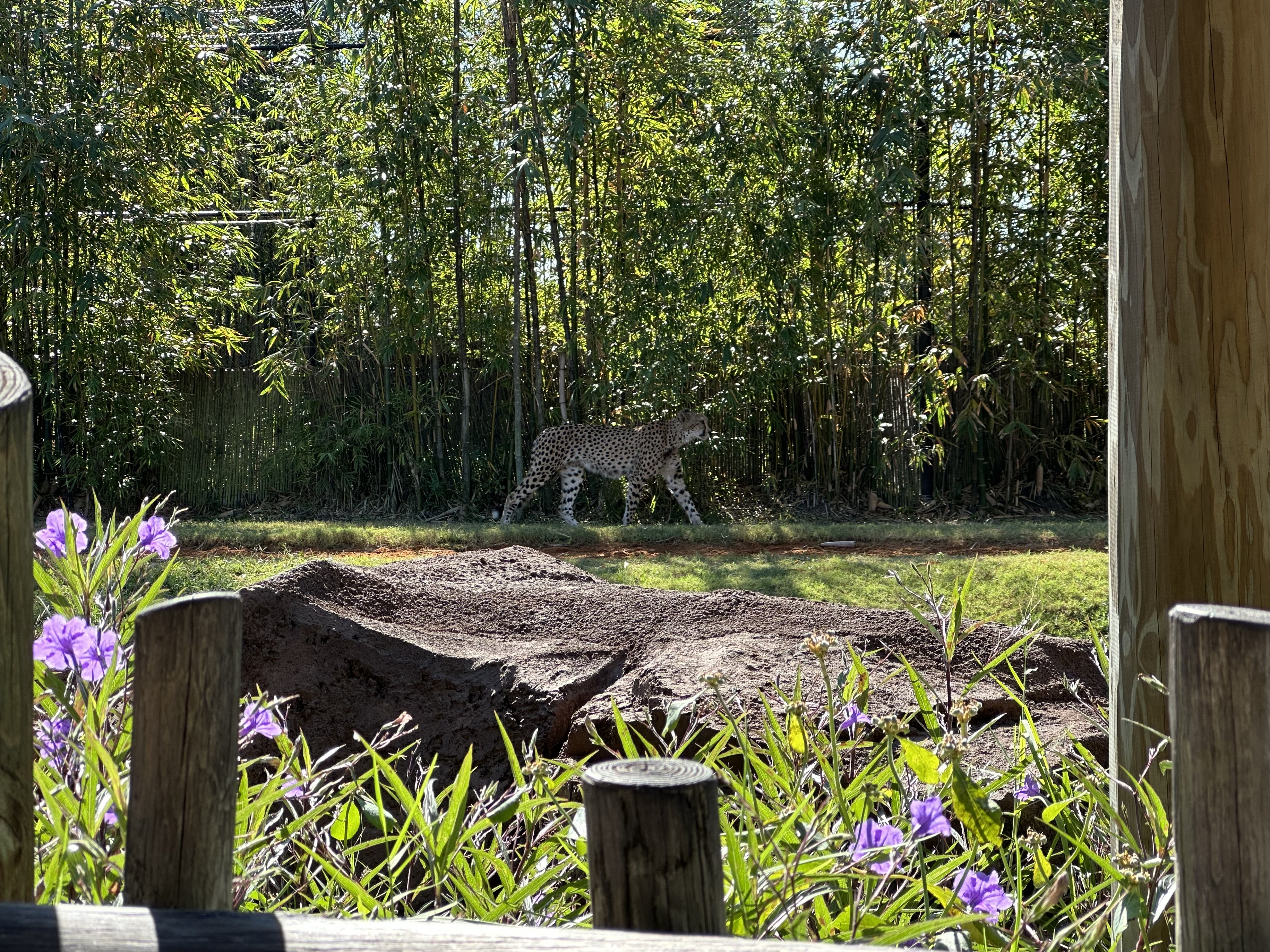 Favorite zoo animals - Image 5