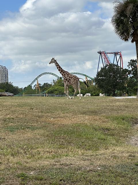 Favorite zoo animals - Image 4