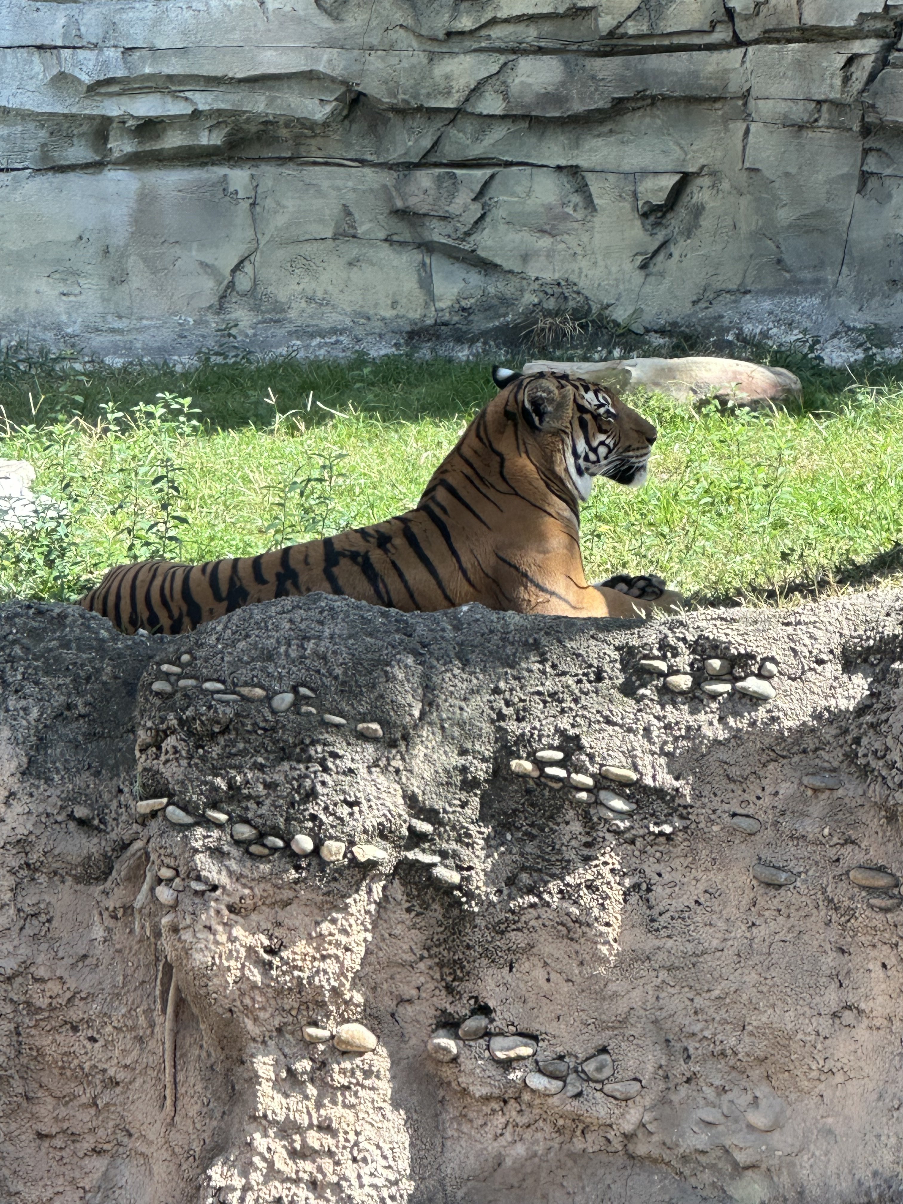 Favorite zoo animals - Image 3