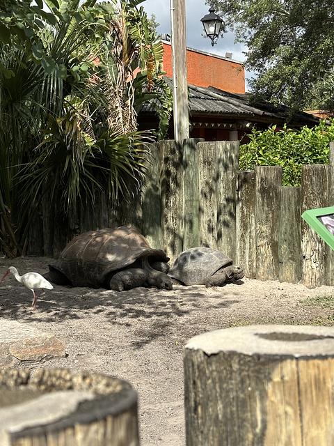 Favorite zoo animals - Image 1